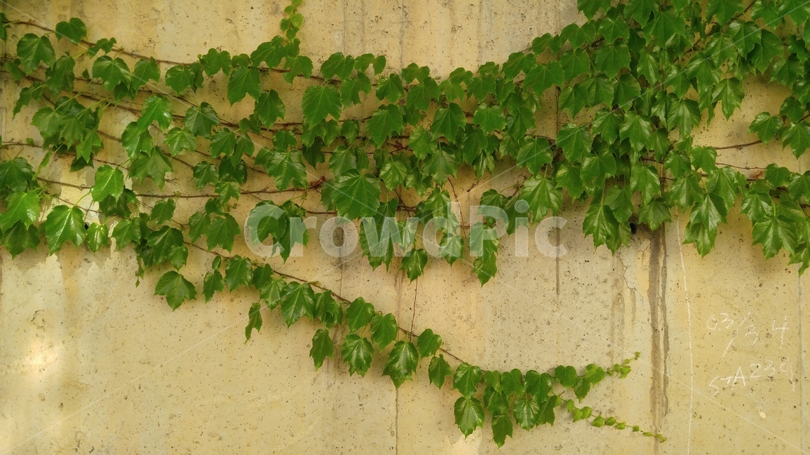담쟁이덩굴,식물,녹색식물,녹색,배경,감성,ivy,greenflant,flant,background,emotional