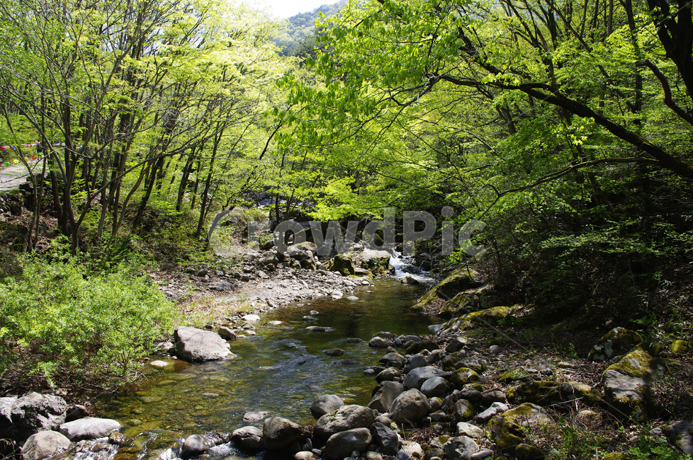나무,계곡,식물,plant,봄,spring,초록,자연,풍경,nature,landscape,water,물,outdoors,옥외,stream,흐름,creek,작은 만