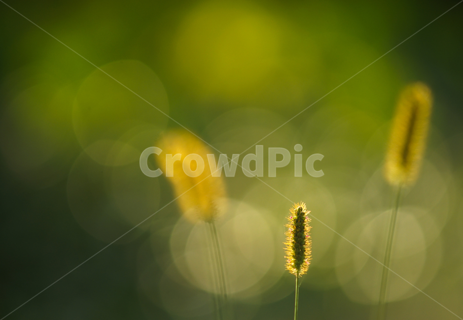 꽃,들꽃,야생화,강아지풀,식물,식물,자연,plants,nature