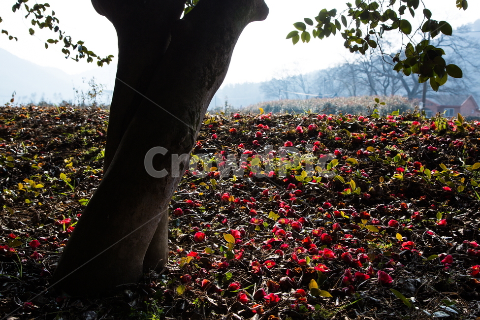 동백꽃,봄,동백,감성,빛,식물,자연,plants,nature,꽃,flower,나무,trees,wood