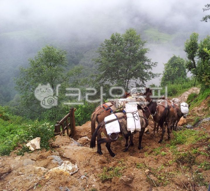 당나귀,네팔,등산,짐꾼,트레킹,히말라야,포카라,산