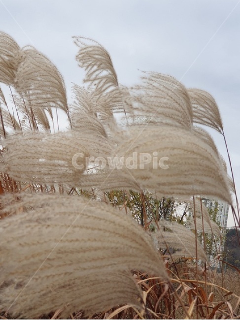 갈대,식물,plant,흩날리는,갈대바람