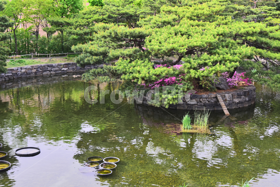 한국전통,봄꽃,5월,4월,시즌,계절,season,배경,바탕,백그라운드,연못,전통연못,물,반영,소나무,철쭉꽃,정원,가든,한국전통,한국문화,korean traditional,korean culture