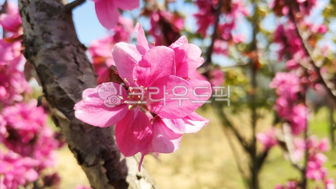 돌사과,꽃사과,사과꽃,꽃사과나무,벚잎꽃사과나무,malusfloribunda,plant,식물,blossom,flower,꽃