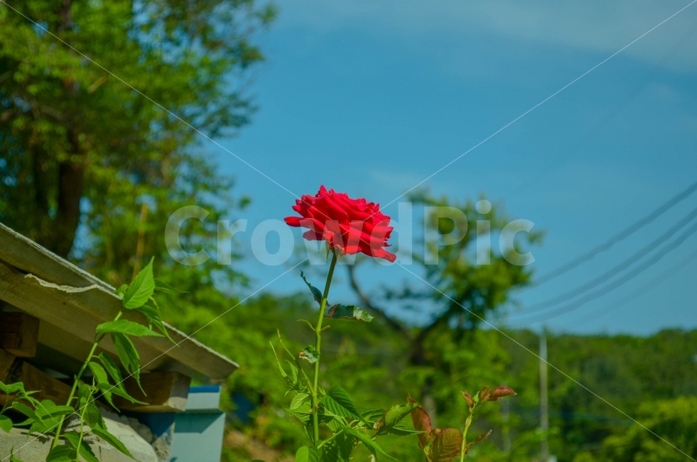 장미,사진,색감,풍경,풍경사진,식물,자연,plants,nature,꽃,flower,색깔,색상,색채,색감,color sense,color sensitivity,feeling of color