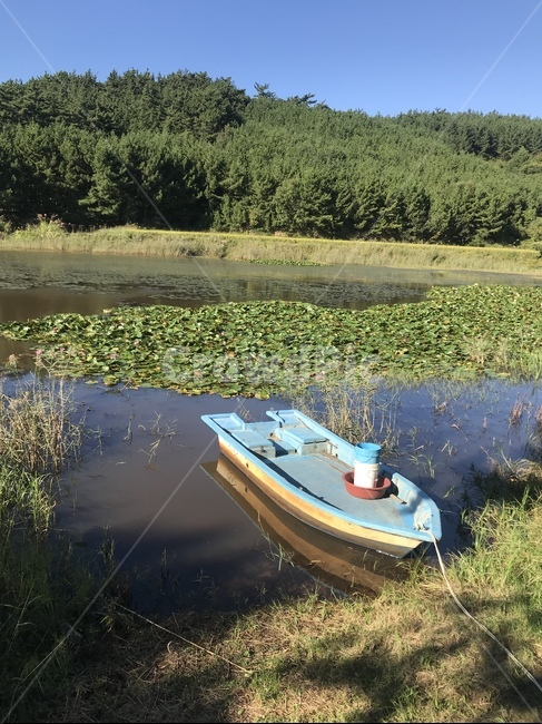 습지,늪지대,배,수련,분위기,자연,풍경,nature,landscape,transportation,교통,canoe,카누,vehicle,차량,boat,보트,rowboat,노 젓는 배,land,땅,outdoors,옥외,water,물,watercraft,선박
