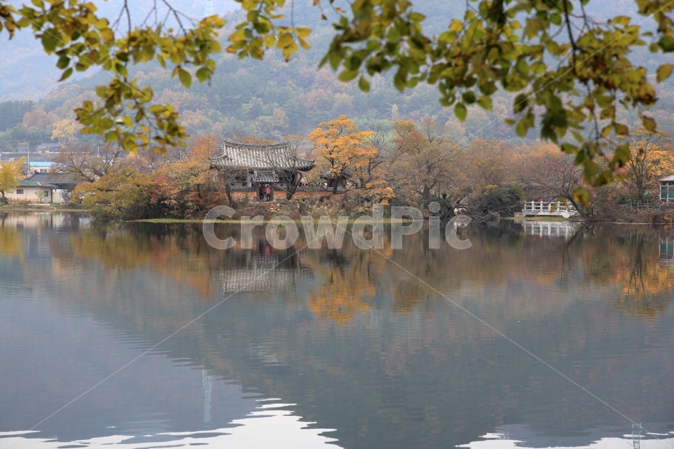 풍경,호수,위양지,한옥,시골,나무,숲,단풍,가을,계절,fall,autumn,season,자연,풍경,nature,landscape,한국자연풍경,한국자연경관,korea nature landscape,시골,마을,country,rural,town,한국전통,한국문화,korean traditional,korean culture,water,물,outdoors,옥외