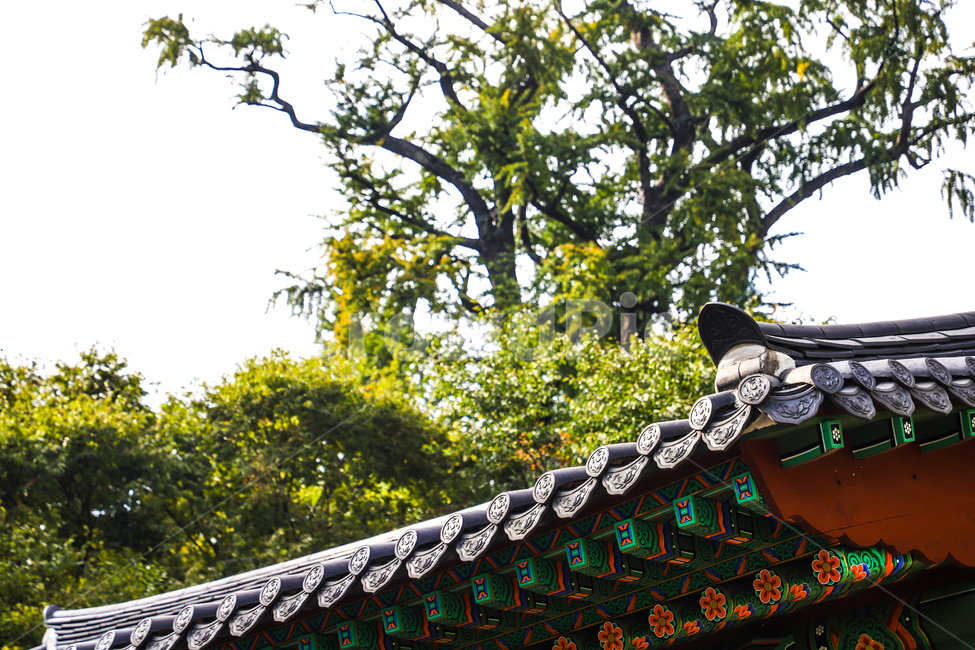 기와,한옥,자연,기와장,사찰,절,사원,한국전통,한국문화,korean traditional,korean culture,건축물,건물외관,exterior,building,structure,architecture,construction