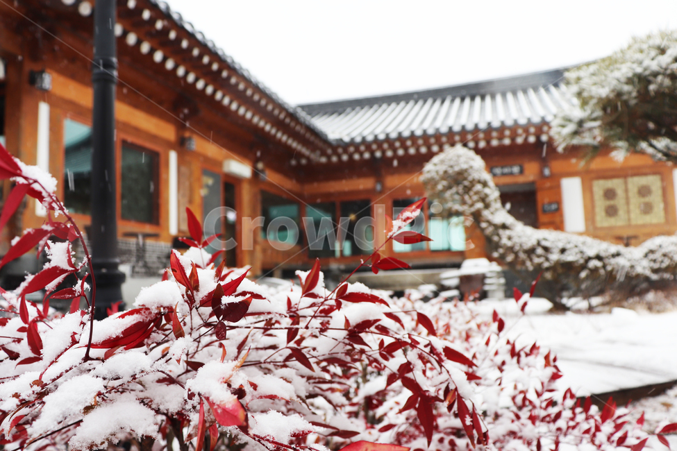 설경,눈밭,한옥,겨울한옥,한국전통,자연,snow,nature,plants,식물,겨울,한국겨울,겨울,계절,winter,season