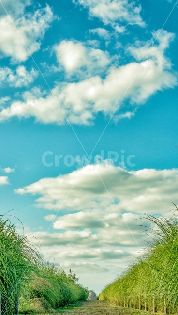 자연,갈대,풍경,구름,하늘,배경,갈대숲,숲,서울,하늘공원,자연,풍경,nature,landscape,leisure activities,레저 활동,adventure,모험