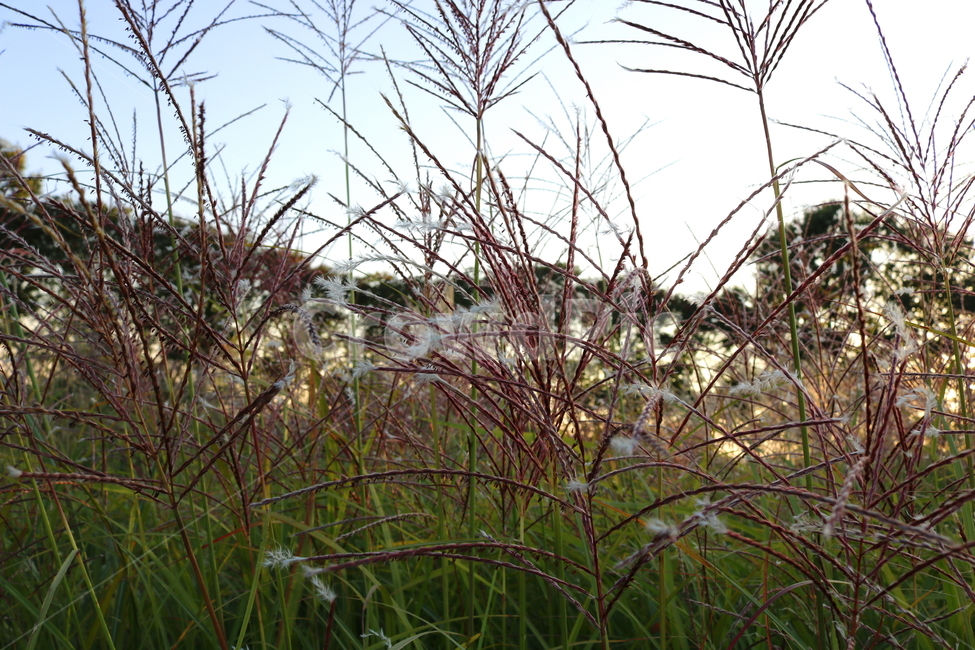 억새,억새풀,식물,자연,가을,벼과,가을,계절,fall,autumn,season,grass,잔디,plant,lawn,reed,갈대