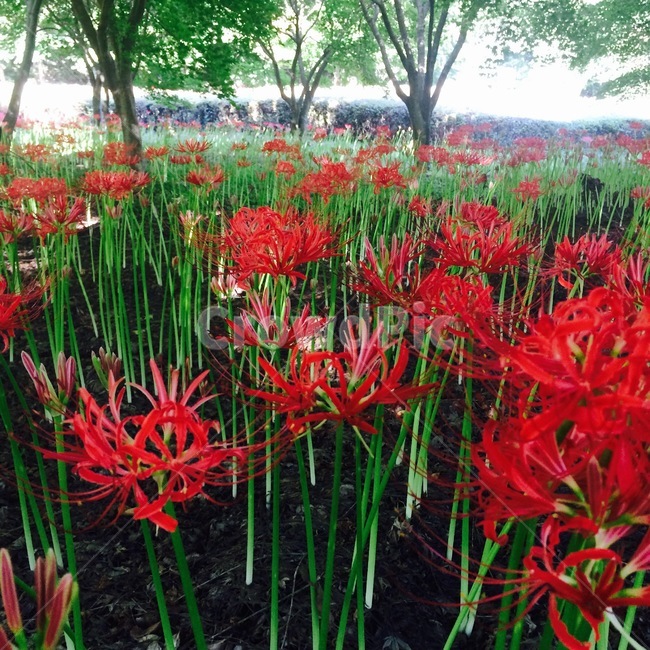 꽃,빨강,red,flower,아름다움,식물,자연,plants,nature,꽃,flower