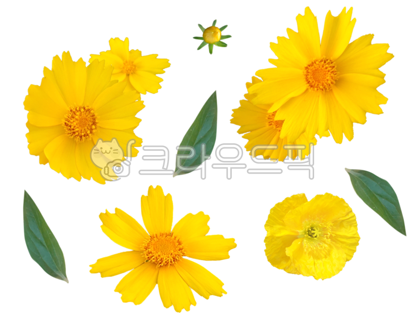 노란꽃,png,꽃소스,디지털스티커,누끼,다이어리꾸미기,다꾸,나뭇잎,leaf,yellowflowers,background,png파일,봄꽃,배경,plant,식물,petal,꽃잎,flower,꽃,blossom,springflowers,transparentbackground,이벤트,꽃패턴,자연,축하,옐로우,봄