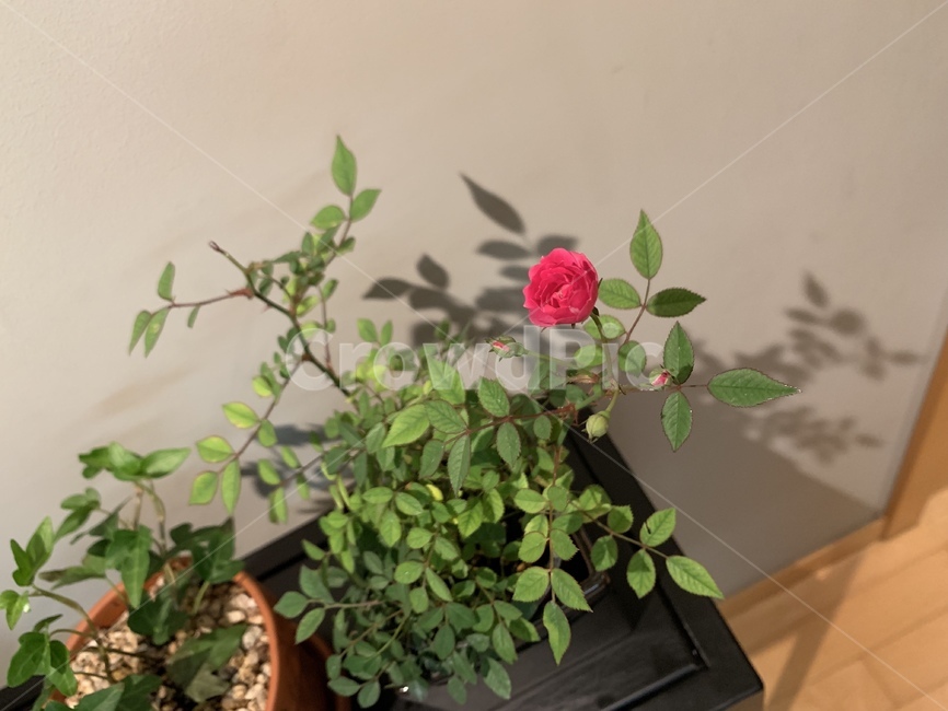 찔레장미,식물,화분,초록이,장미,꽃,식물,자연,plants,nature,꽃,flower,실내용화초,화분,화초,house plant