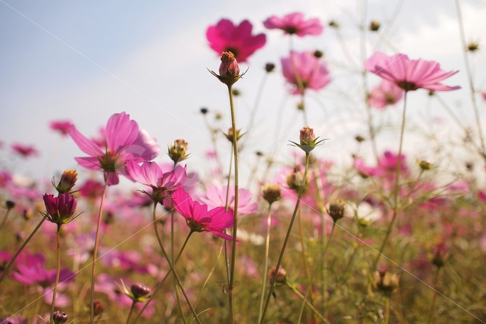 가을,코스모스,꽃,수채화,감성,가을,계절,fall,autumn,season,식물,자연,plants,nature,꽃,flower,감성,sensible,feeling,geranium,제라늄,plant,blossom