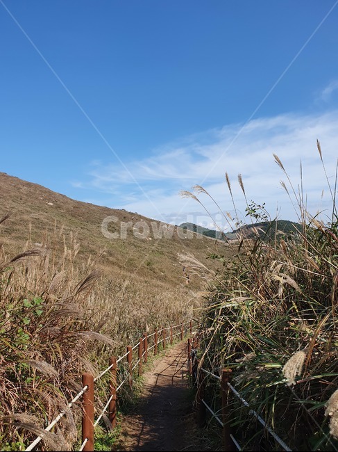 갈대,가을하늘,갈대밭,자연,nature,억새밭,화왕산,가을,오솔길,푸른하늘,풍경,억새,하늘색,naturephotography,autumn,outdoors,옥외,ground,바닥,자연,풍경,nature,landscape