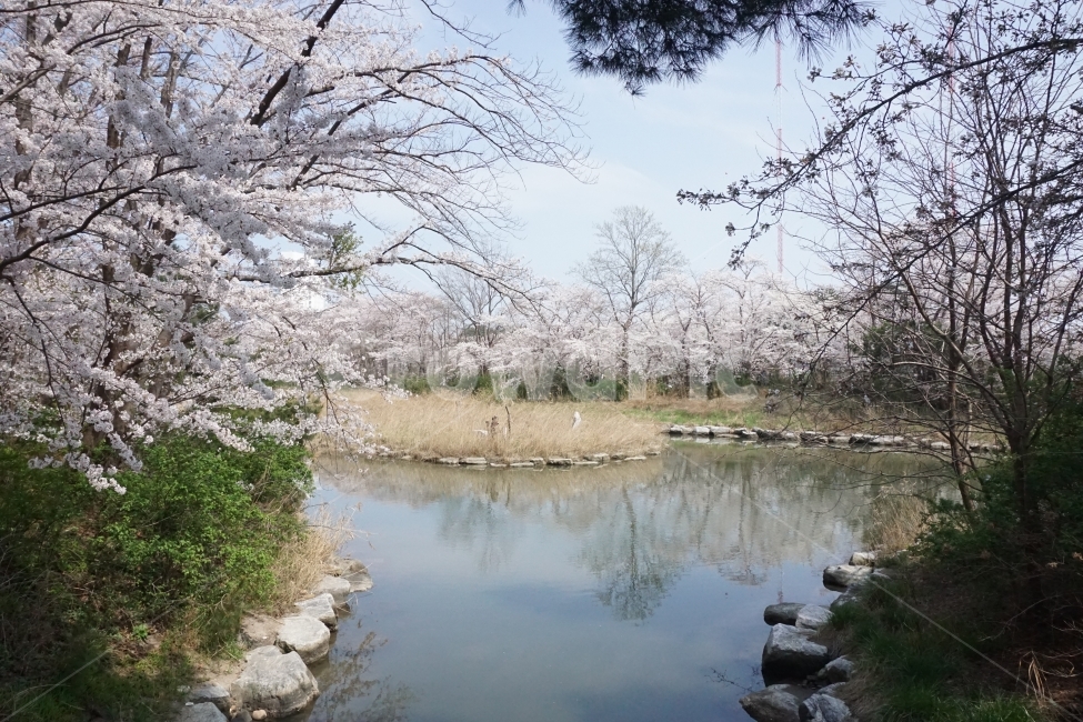 봄,계절,벚꽃,자연,핑크,분홍,봄,계절,spring,season,자연,풍경,nature,landscape,나무,trees,wood,plant,식물