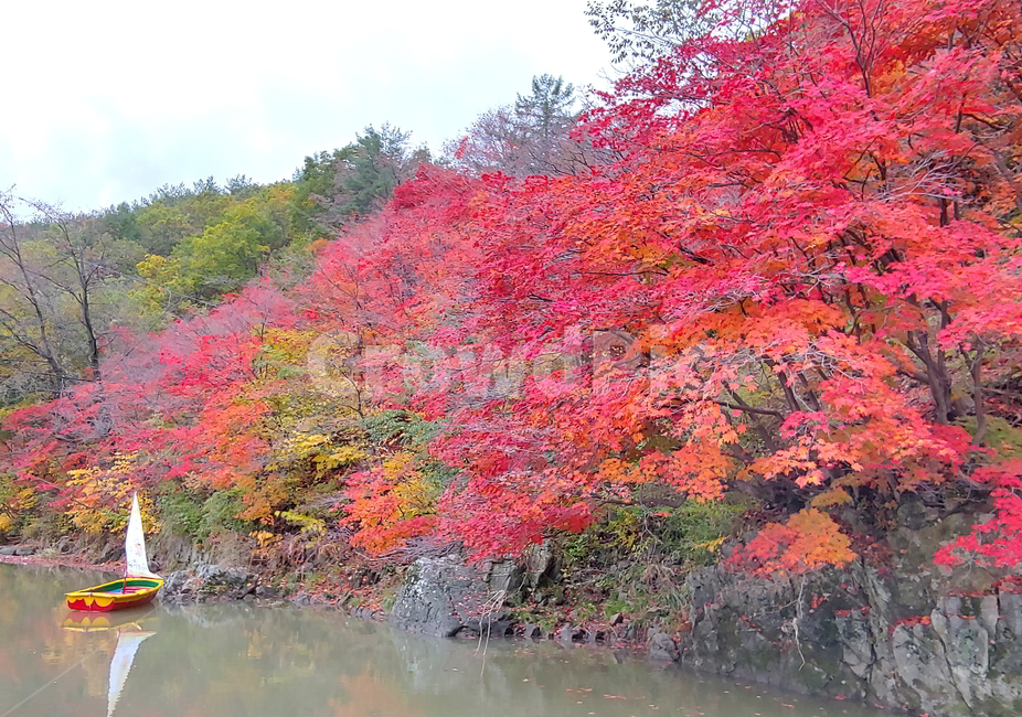 단풍,가을,물,나무,빨강단풍,가을,계절,fall,autumn,season,자연,풍경,nature,landscape,plant,식물,tree,maple,leaf,잎