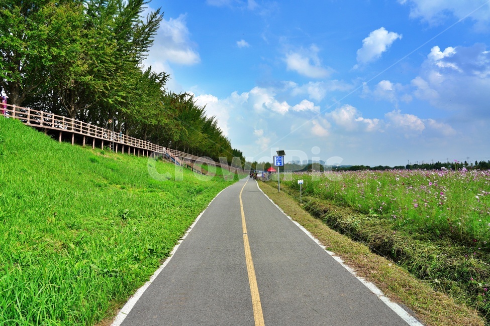 자전거도로,곡교천,하늘,코스모스,산책로,아산가볼만한곳,도로,아스팔트,road,자연,풍경,nature,landscape