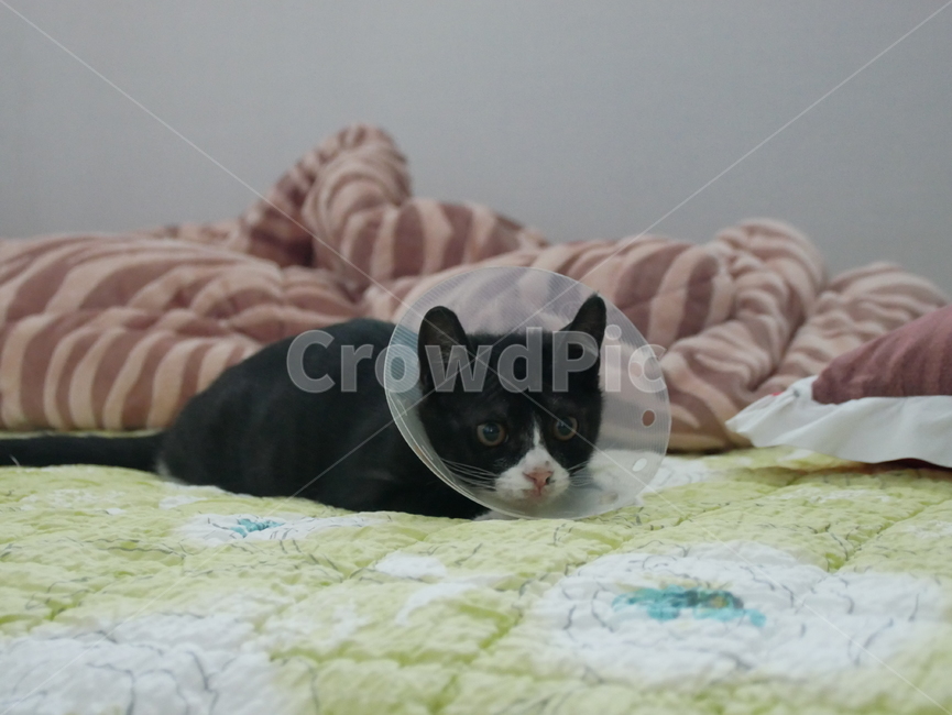 고양이,개냥이,아기고양이,동물,검은고양이,동물,animal,포유류,mammal,고양이,cat,kitten,kitty