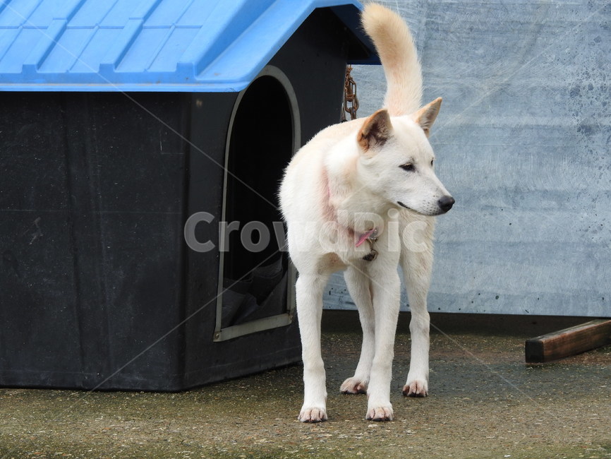 진돗개모습,개,doghouse,개집,den,동물,animal,포유류,mammal,개,강아지,dog,doggy