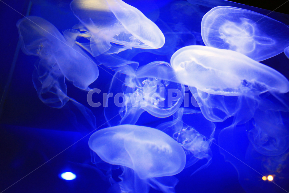 수족관,물고기,동물,해양,생물,심해,바다,sealife,해파리,invertebrate,jellyfish,무척추동물,swimming,aquarium,동물,animal