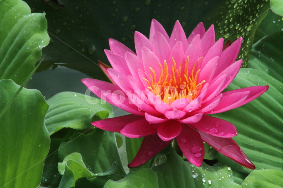 연,수련,꽃,식물,waterlily,식물,자연,plants,nature,꽃,flower