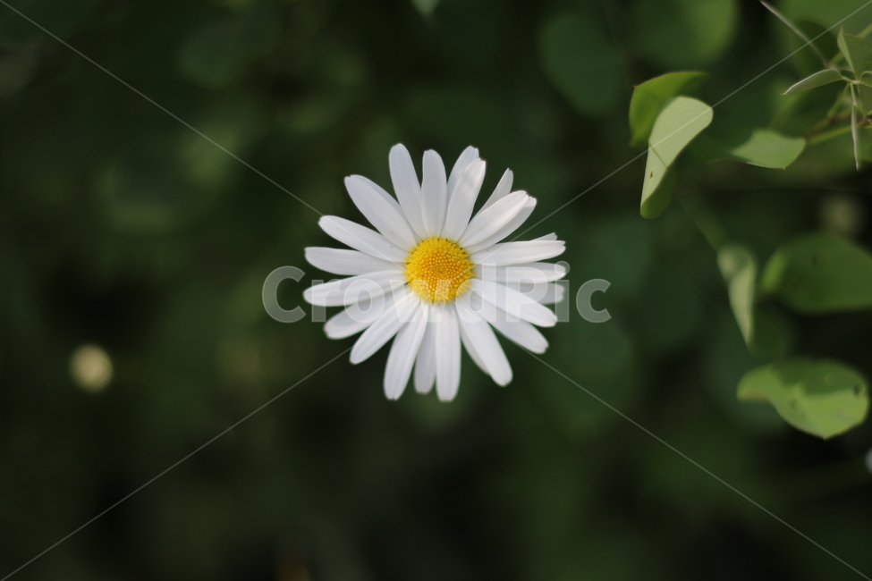 꽃,plant,식물,blossom,daisy,flower,daisies,데이지,식물,자연,plants,nature,꽃,flower