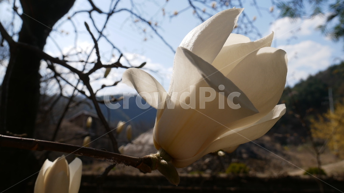 목련,꽃,봄꽃,식물,나무,목련꽃,flower
