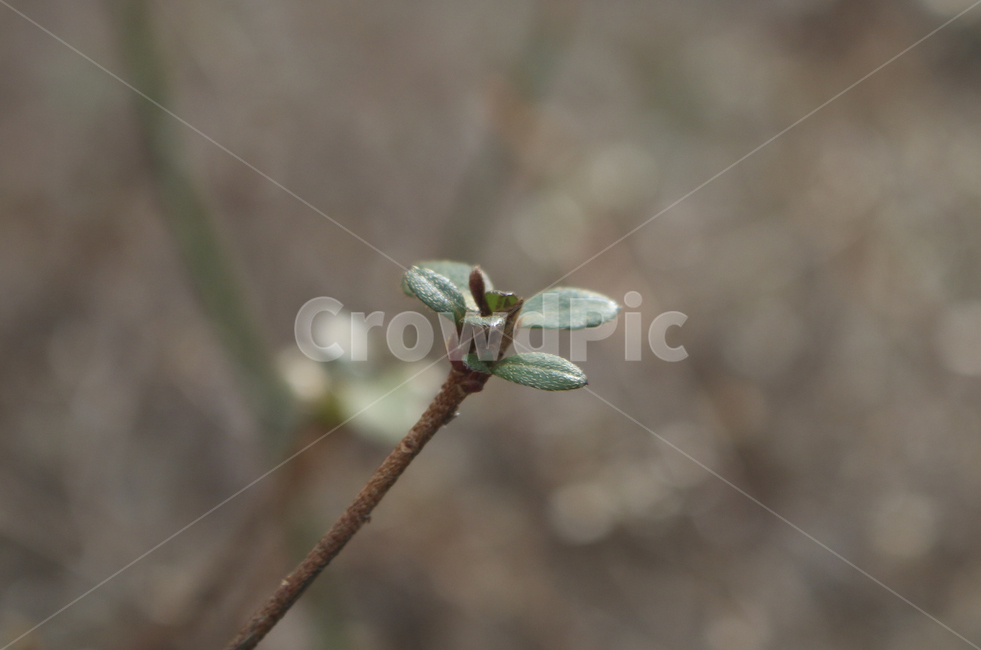 plant,식물,leaf,잎,bud,싹,새싹,green,초록,푸른,봄,spring,tree,나무,sprout