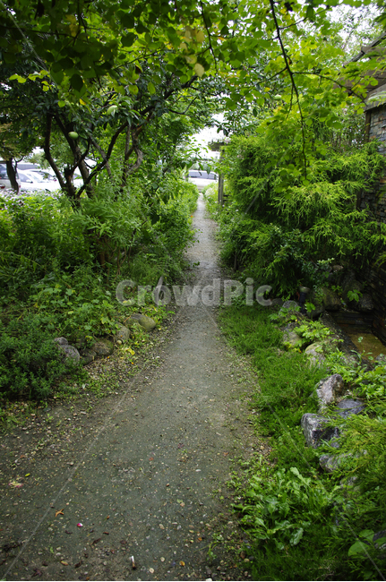 길,나무,풍경,식물,plant,자연,풍경,nature,landscape,gravel,자갈,dirt road,흙길,road,도로