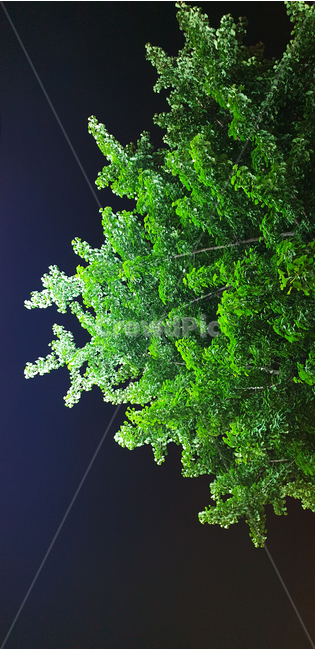 나무,밤하늘,밤,자연,식물,tree,wood