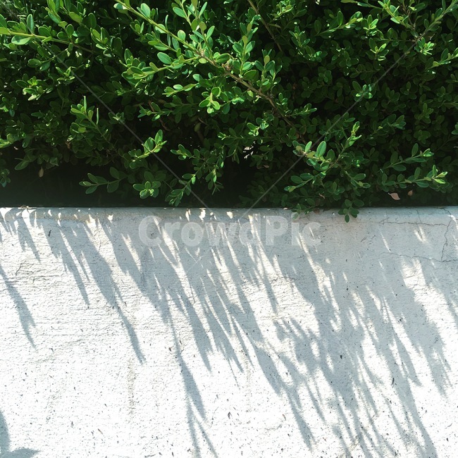 여름,summer,청량한,흰색벽,그림자,햇살,white