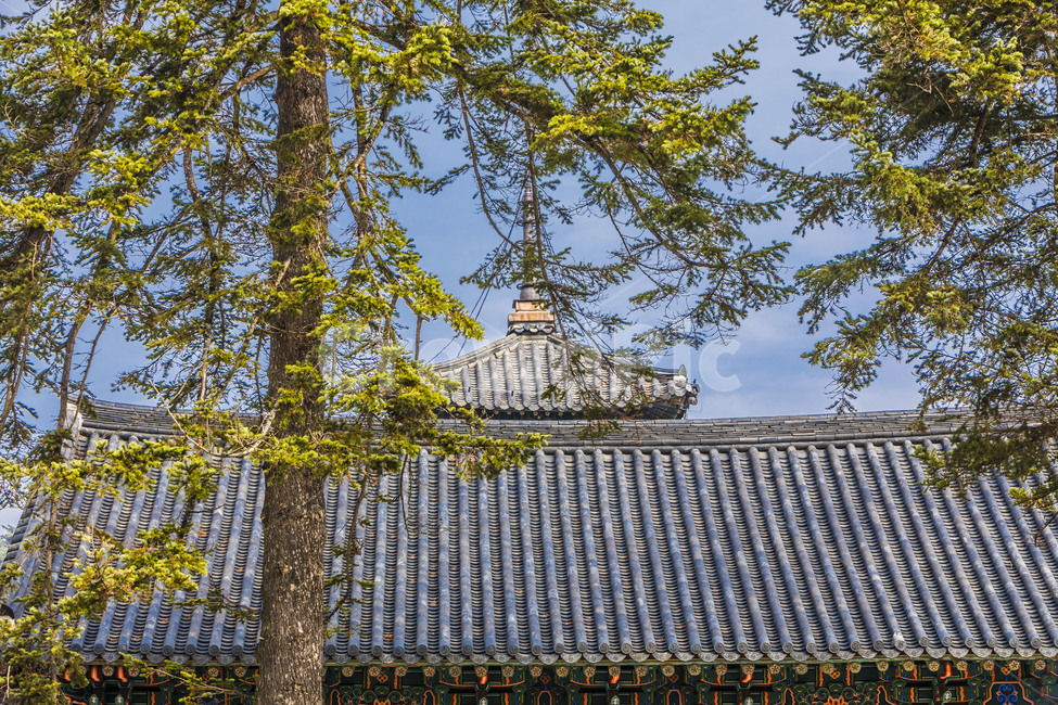 법주사,사찰,문화유산,관광지,팔상전,고찰,문화재,세계문화유산,국보,기와,무늬,한국전통,한국문화,korean traditional,korean culture,건축물,건물외관,exterior,building,structure,architecture,construction