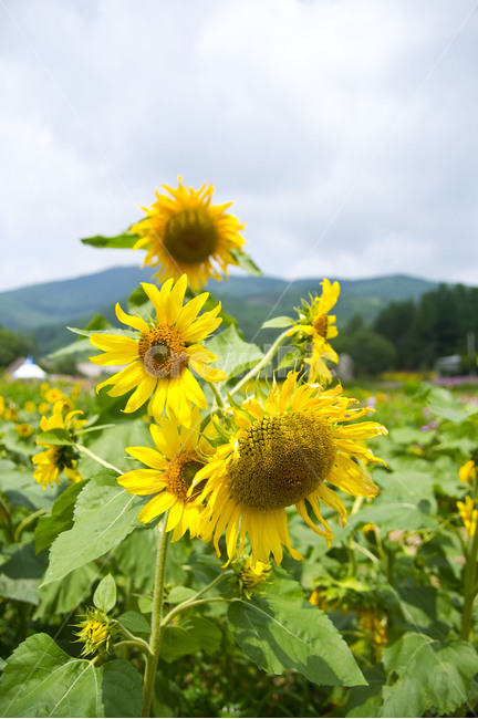 해바라기,꽃밭,태백,여름,꽃,flower,노란꽃,nature