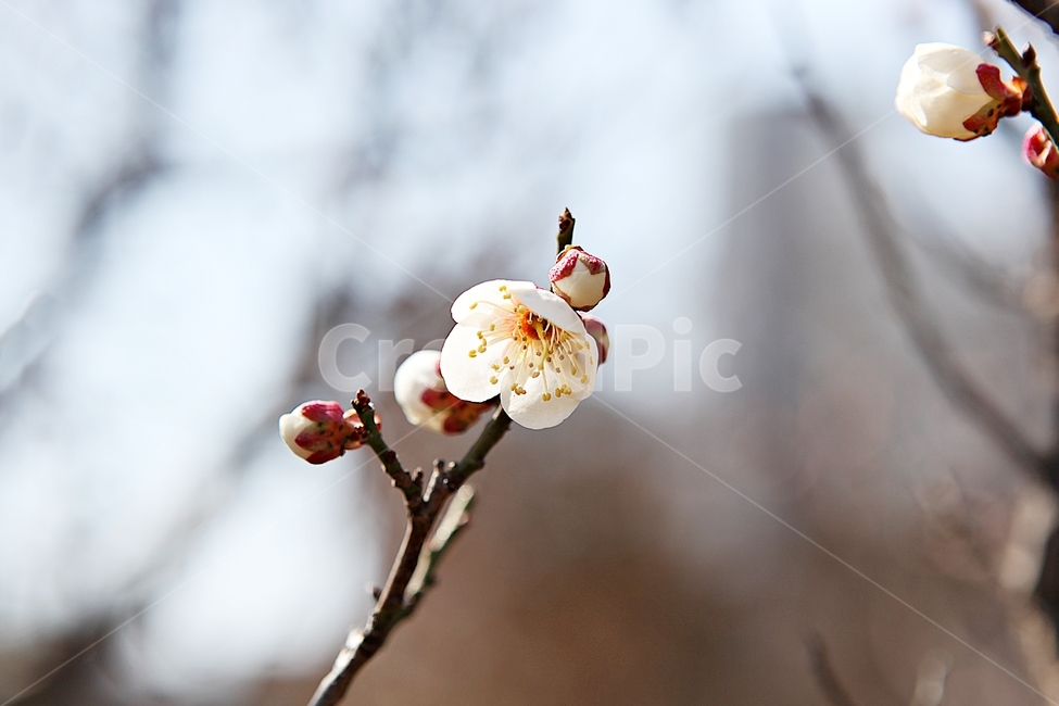 매화,꽃,봄꽃,봄,식물,자연,봄,계절,spring,season