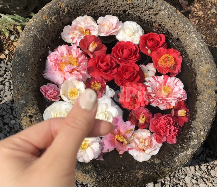 꽃,감성적인꽃,감성사진,네일,꽃축제,flower