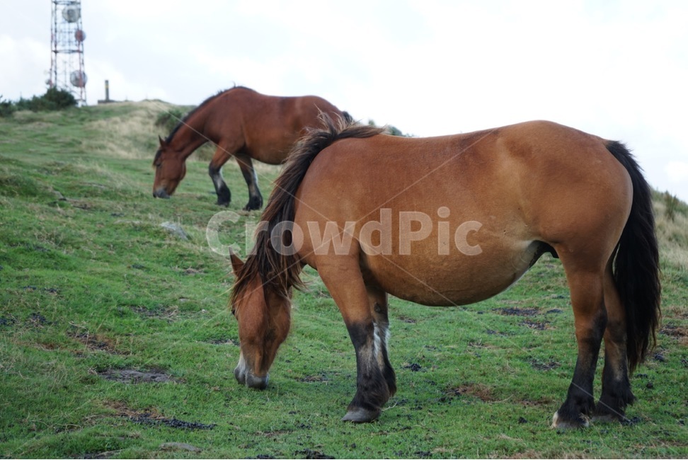 말,자연,동물,horse,animal,포유류,mammal,동물,animal,포유류,mammal
