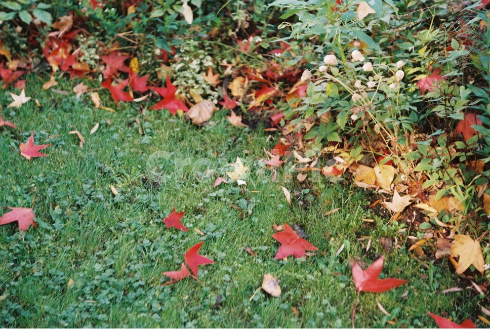 가을,낙엽,단풍,공원,잔디,fall,fallenleaves,deadleaves,maple,park,grass,가을,계절,fall,autumn,season,leaf,잎,plant,식물,tree,나무