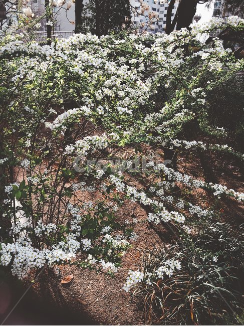 꽃,식물,화단,plant,흰색
