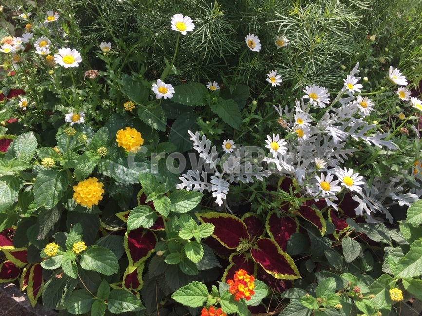 꽃,나무,바닥,자연,숲,식물,자연,plants,nature,꽃,flower