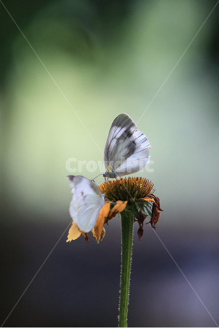 나비,배추흰나비,butterfly,서울숲,나비정원,흰나비,식물,자연,plants,nature,꽃,flower,동물,animal,곤충,벌레,insect,bug