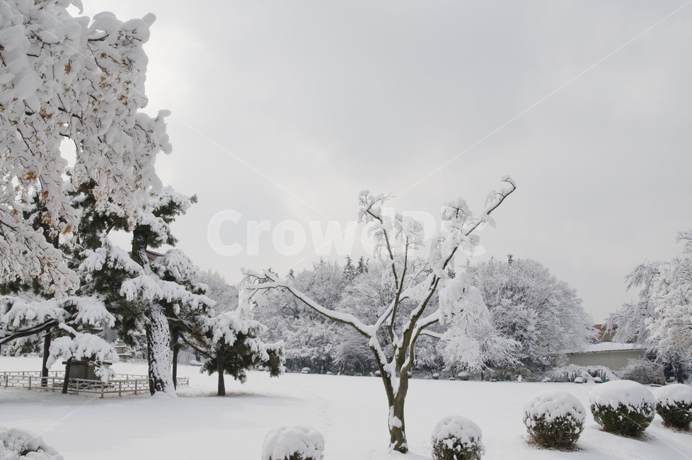 nature,자연,snow,눈,설경,white,겨울,winter,겨울왕국,겨울,계절,winter,season