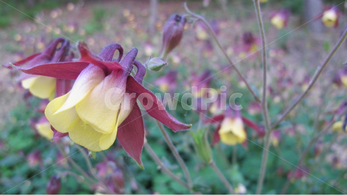 꽃,flowers,nature,자연,들꽃,식물,식물,자연,plants,nature,꽃,flower