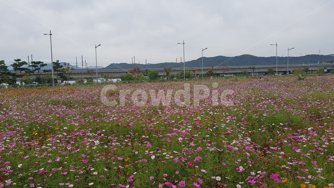 nature,자연,grassland,outdoors,옥외,field,들,농촌,rural,한지방,countryside,farm,농장,meadow,목초지,꽃밭,꽃,김천,코스모스,풍경,야외