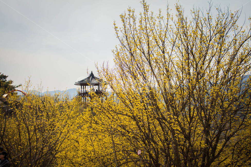 산수유,산수유꽃,봄,봄꽃,꽃,flower,노랑,전망대,spring