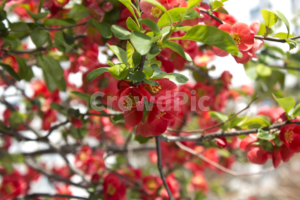 chaenomelesspeciosa,산당화,명자꽃,블러,아웃포커스,클로즈업,가지,나뭇가지,빨강,레드,빨간색,녹색,그린,초록색,나뭇잎,잎,잎사귀,꽃,플라워,생화,봄,봄꽃,실외,야외,공원,정원,나무,식물,자연,신선한