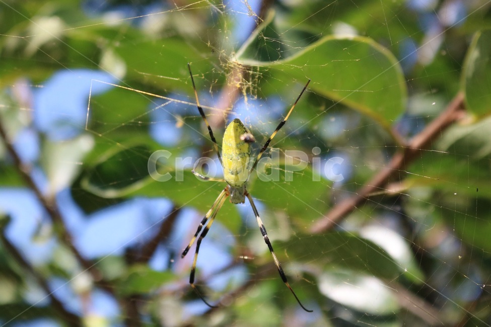 거미,곤충,거미줄,나무,초록,식물,자연,spider,kumo,insect,konchuu,tree,ki,green,midori,plants,shokubutsu,nature,노랑,검정,yellow,kiiro,black,kuro,동물,animal,곤충,벌레,insect,bug
