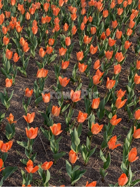튤립,pattern,주황색,규칙,패턴,tulip
