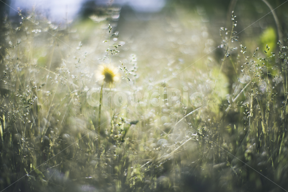 민들레,민들레홀씨,봄,꽃,초록,자연,감성,바람,식물,배경,봄,계절,spring,season,식물,자연,plants,nature,꽃,flower,감성,sensible,feeling,plant